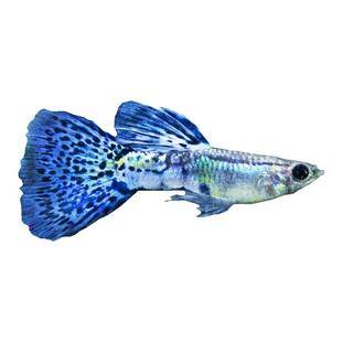 孔雀鱼纯种凤尾观赏鱼小型热带鱼活体淡冷水好养金鱼小鱼胎生鱼苗