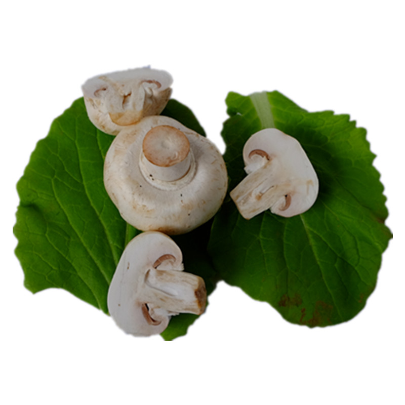 北京新鲜蔬菜口蘑菇特产