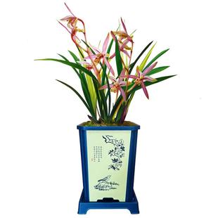 刘阁兰花苗建兰满堂彩四季兰新品夏带花苞浓香好养室内外花卉盆栽