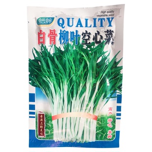白骨柳叶空心菜种子农家菜种籽南方四季籽种蔬菜孑菜籽水种子大全