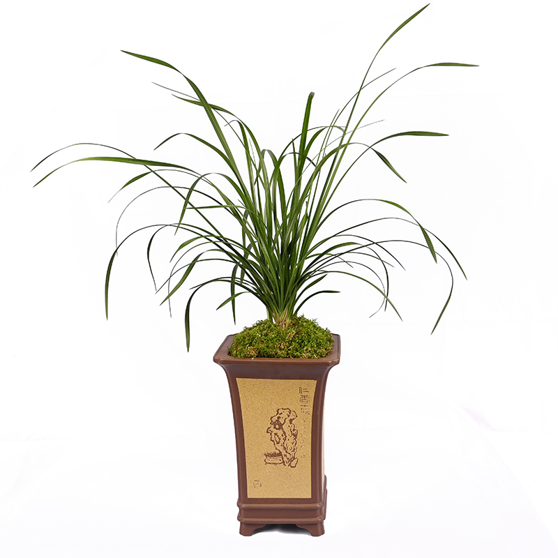 清雅兰花蕙兰传统老品种大一品 解佩梅 正品国兰带花苞壮苗高档