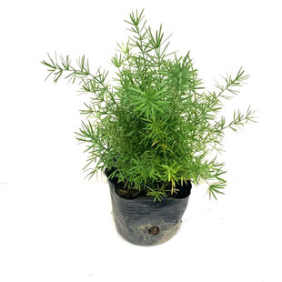 狐尾天门冬盆栽武竹丝苗室外阳台庭院四季常青耐寒晒植物观叶花卉