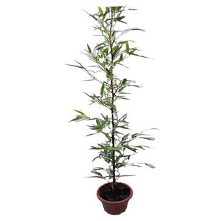 紫竹苗墨竹盆栽 紫气东来庭院绿化彩色竹子苗四季常绿篱笆栅栏墙