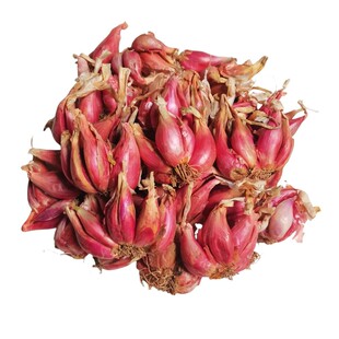 红葱头四川小香葱头四季小香葱可吃可种阳台多次采收农家火葱头种