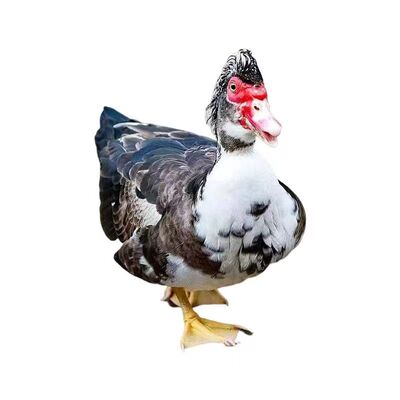 （30只装）正宗纯种特大西洋鸭黑番鸭小鸭子肉鸭大种花番鸭宠物鸭