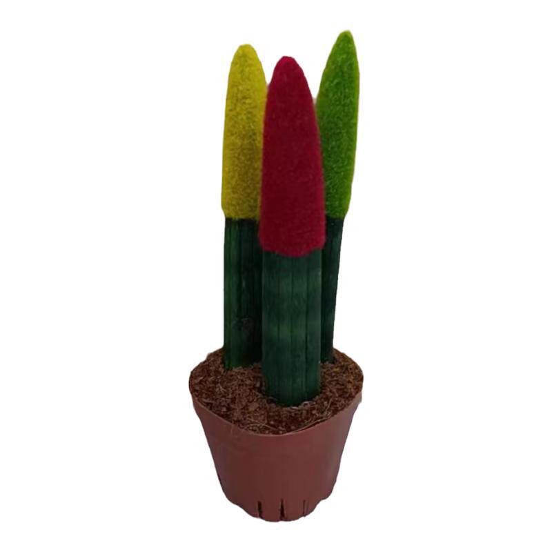 佛手棒叶虎皮兰盆栽 精品圆叶虎尾兰观叶植物 室内桌摆好养植物
