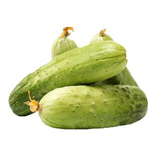 水果黄瓜种子旱黄瓜种籽青瓜籽四季盆栽阳台菜种籽蔬菜种子孑大全