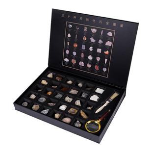 30种天然化石标本儿童科普教具套装古生物昆虫菊石三叶虫鲨鱼牙齿