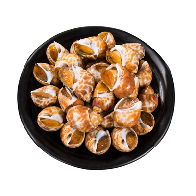 特大号花螺新鲜鲜活现捕无沙批发