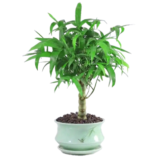 老桩佛肚竹盆栽丛生罗汉竹矮化小盆景室内桌面四季常青多年生竹子