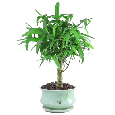 老桩佛肚竹盆栽丛生罗汉竹