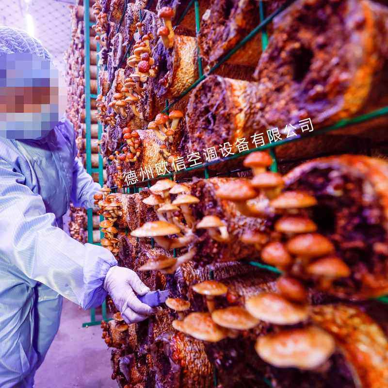 源头工厂生产农业种植智能方舱蘑菇房科技化种植食用菌智慧方舱