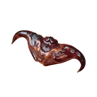 早熟高产大青菱角种子种苗红菱角种子池塘河道净化水质水生植物