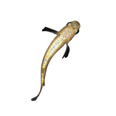 冷水不加温不打氧灯鳉鱼观背青鳉