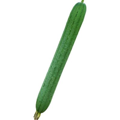 长丝瓜种子农家春夏秋季蔬菜种子