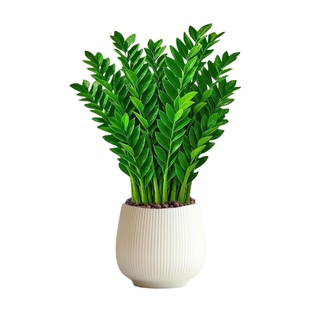 特级金钱树绿植室内盆栽办公室桌面客厅四季好养植物发财树摇钱树