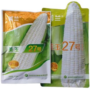 美玉27号加甜糯玉米种子甜味糯白玉米种籽高产抗病大棒加糖黏甜香