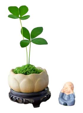 墨西哥铁树四叶幸运草懒人植物