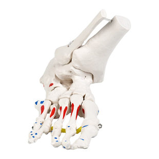 脚骨模型脚踝关节脚部骨骼结构造足骨手骨解剖模型1比1大康复教具