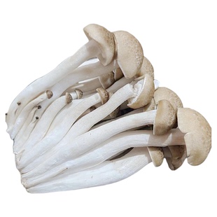 新鲜蟹味菇家庭火锅炒菜基地散装剪根基 嫩真姬菇