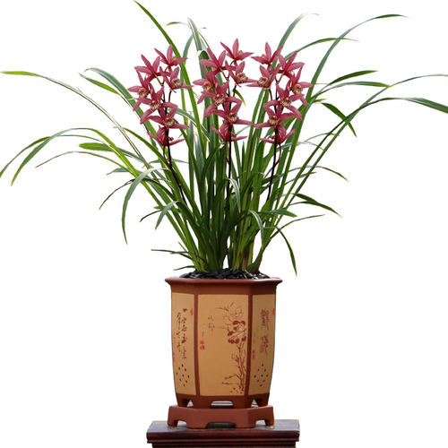 翁源兰花苗大花蕙兰四季建兰台北小姐年宵花黄金小神童带花苞浓香