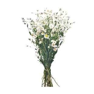 鲁丹鸟 迷你白色小雏菊干花风干花束真花ins网红店橱窗装饰罗丹斯
