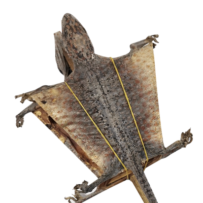 蛤蚧干货一对大蛤蚧干药材