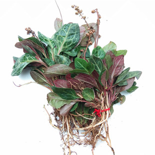 贵州新鲜肺心草中药材紫背鹿含草 肺形草鹿衔草鹿寿茶金牛草500克