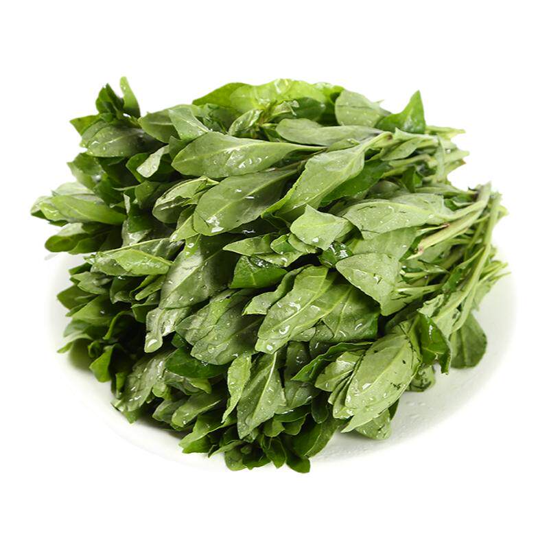 野菜枸杞尖枸杞苗菜枸杞芽菜包邮
