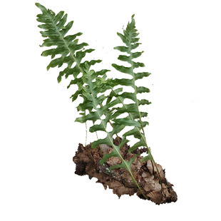 大山新鲜骨碎补毛姜 爬岩姜 石岩姜 猴姜 树申姜防脱生发秃顶包邮