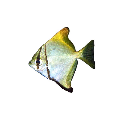 黄鳍鲳神仙鱼观赏鱼活体