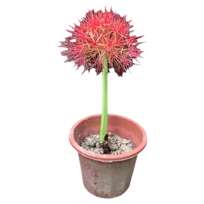 开花如绣球火球花球根植物