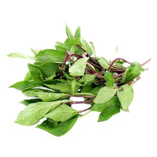 【老一生鲜】新鲜九层塔叶500g金不换三杯鸡冬阴功越南菜九层塔
