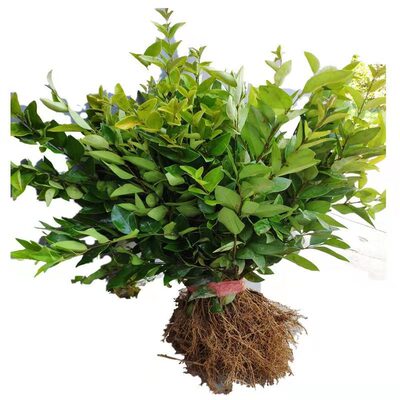 冬青卫矛篱笆围墙苗木小叶黄杨