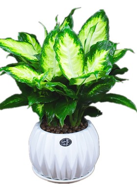 摆件室内万年青净化空气吸植物