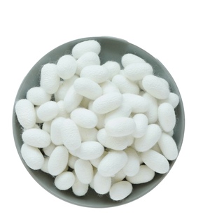 天然烘干完整带蚕蛹桑蚕茧抽丝手工彩绘展示蚕茧壳桑蚕丝团扇蚕茧