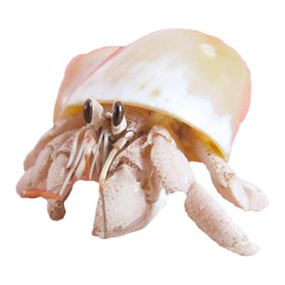 【陆地灰白寄居蟹】1-6cm买三