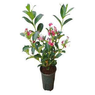 红王子锦带花苗五彩锦带花树花叶花卉盆栽别墅庭院灌木植物耐寒花