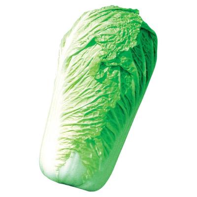 颗颗大白菜耐热种子大白菜夏季