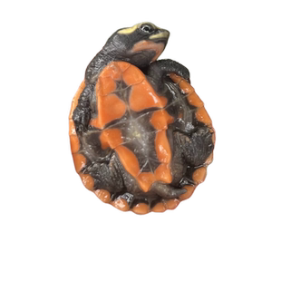 圆澳龟忍者热带深水乌龟蛋活体园圆奥龟苗吃鱼屎鱼粪混养观赏龟