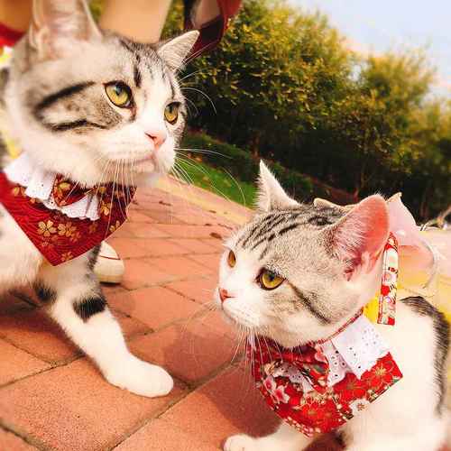 日式柴犬围巾三角巾秋田宠物围兜狗狗豆柴围脖豆柴围嘴个性装饰