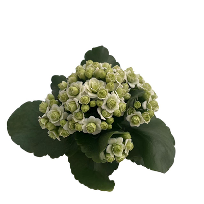 金狐狸重瓣长寿花室内外四季开