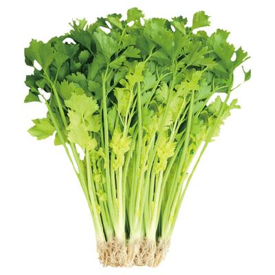 四季黄心芹菜种子小香芹籽种