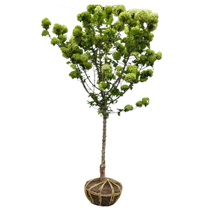 木绣球树苗中华木绣球苗琼花树苗八仙绣球花苗绣球树苗