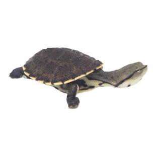 希拉里蟾头龟深水鱼缸活泼花面蟾头侧颈龟网红观赏宠物龟乌龟活体