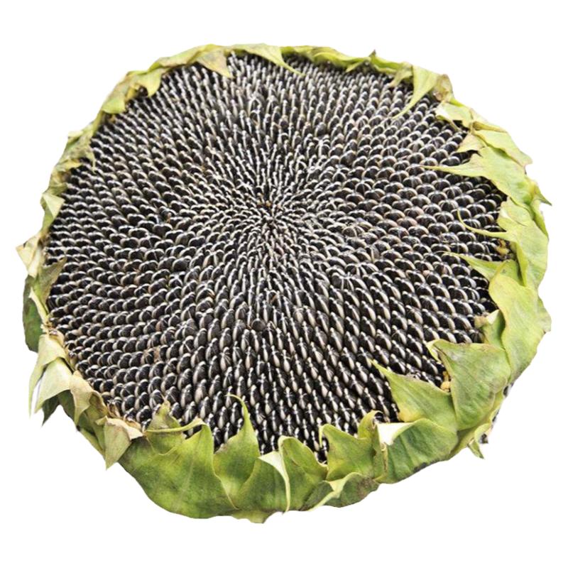 食用葵花种子籽大田菜园高产易种