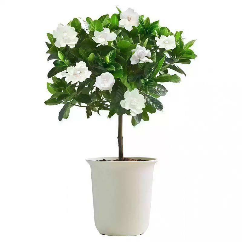 阳台盆栽带苞大叶浓香栀子花
