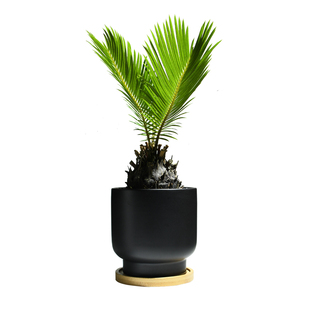 铁树室内盆栽办公室苏铁耐旱好养活花卉阳台植物净化空气桌面绿植