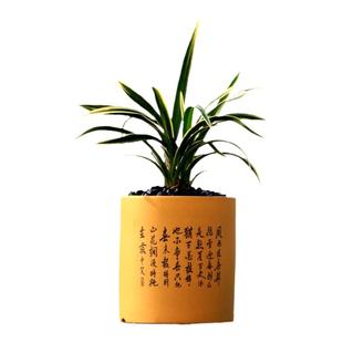 翁源兰花矮种四季建兰金兰金边线艺春兰翠荷带花香好易养桌面花卉