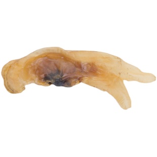 福建连江特产生晒蛏干干货无沙蛏子肉海鲜生蛏子干野生100g